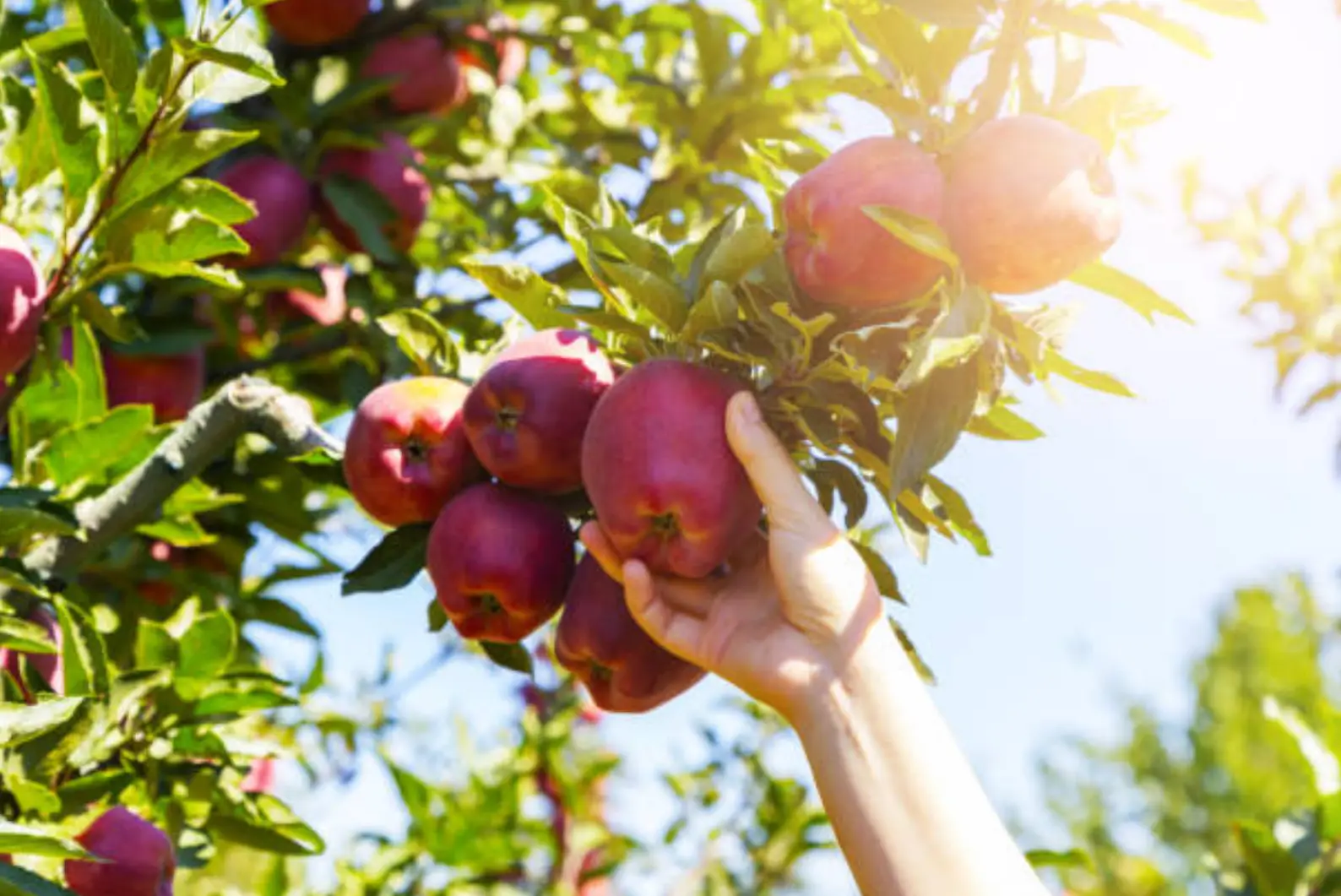 best apple picking spots near bergen county