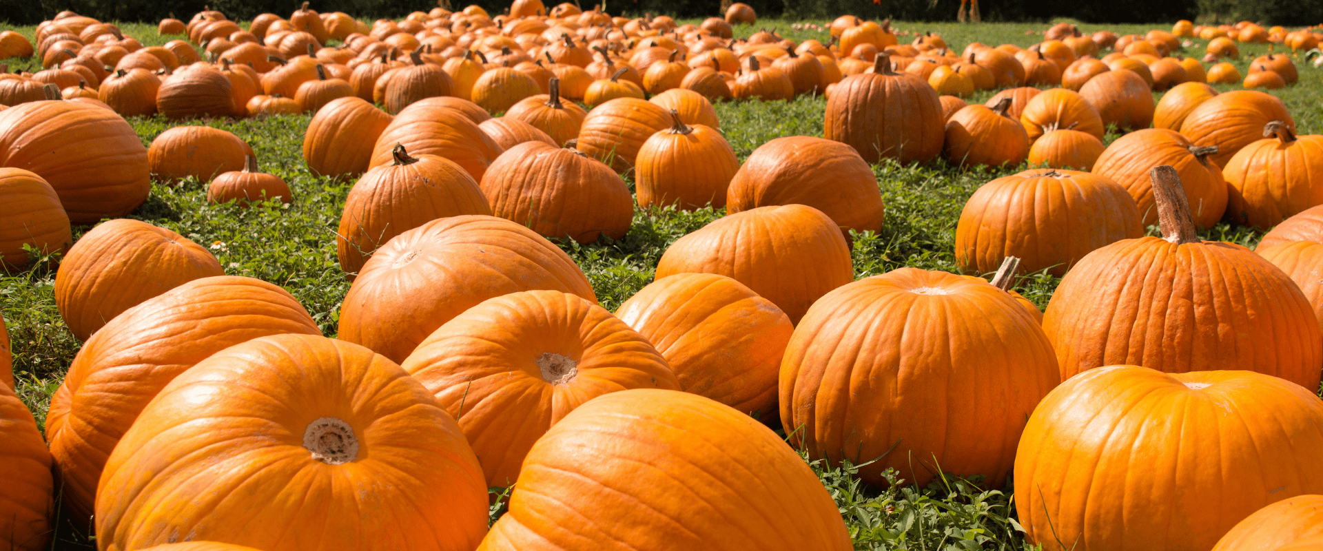 demarest farms best pumpkin patches