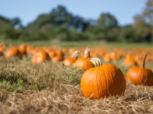 Best Pumpkin Patches in Bergen County, NJ