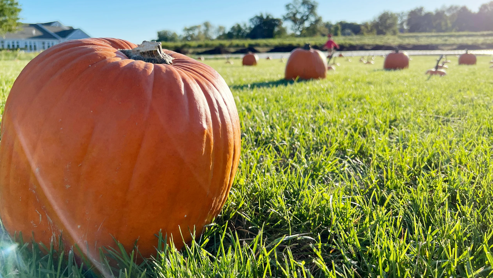 stokes farm best pumpkin patch