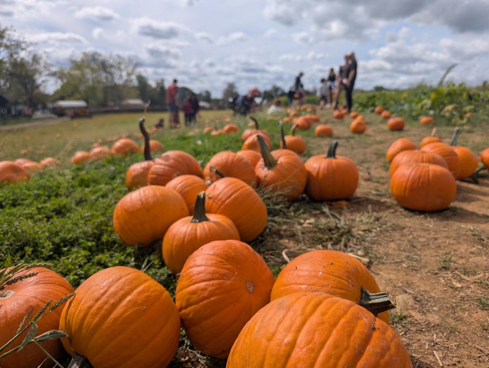 Bergen County Pumpkin Picking: