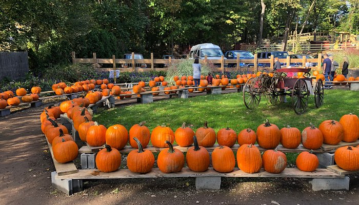 Bergen County Pumpkin Picking