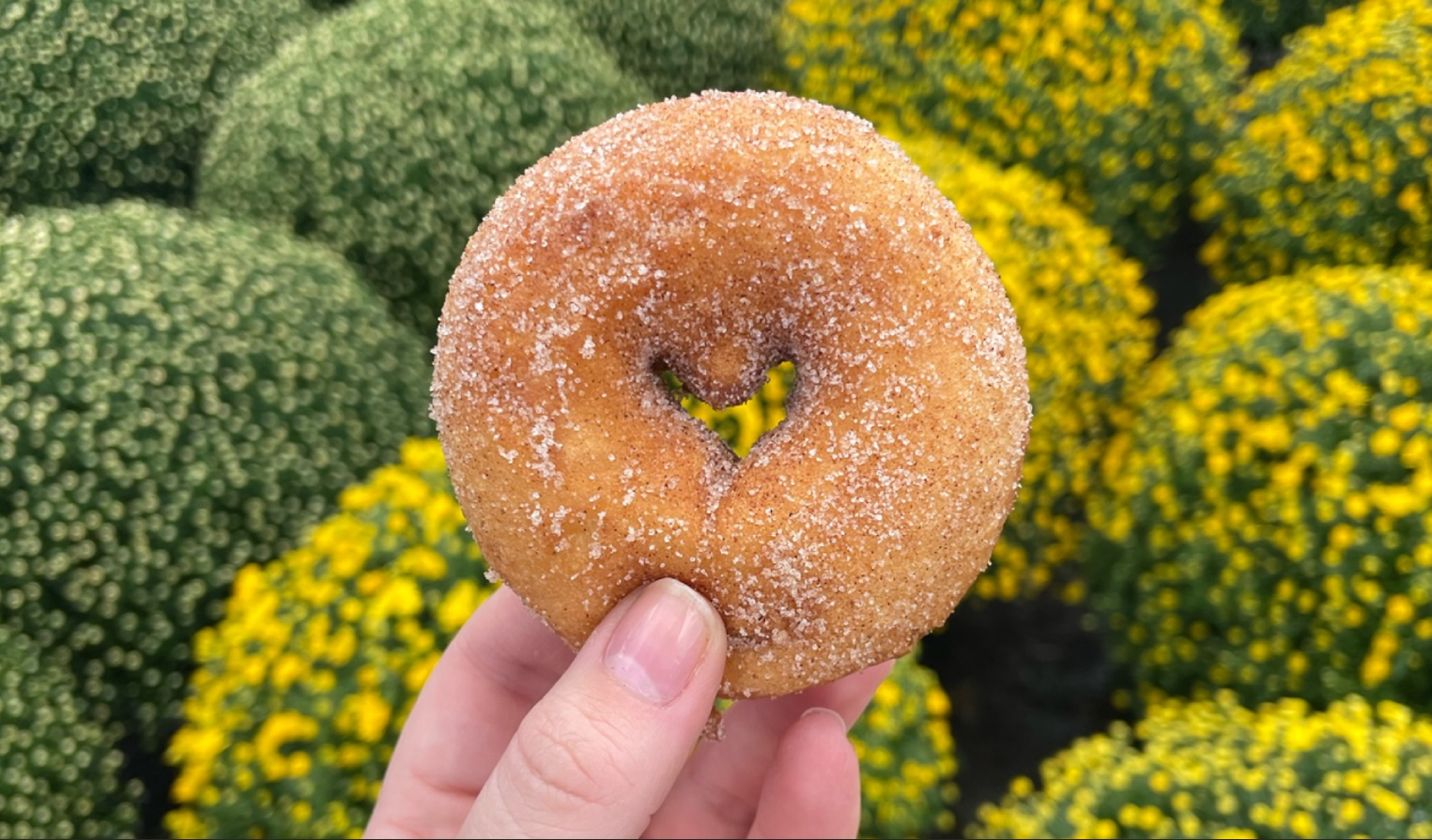 secor farm best apple cider donut